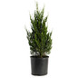 Spartan Juniper 5 gal black pot