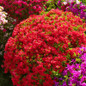 Red Formosa Azalea in the garden