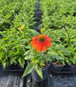 Artisan™ Soft Orange Coneflower flowering in pot