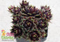 Chick Charms Cranberry Cocktail Sempervivum in a small pot