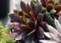 Chick Charms® Cranberry Cocktail Hens & Chicks