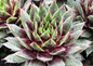 Chick Charms Cranberry Cocktail Sempervivum Variegated Leaves