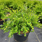 Winter Gem Boxwood in nursery container
