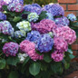 LA Dreamin Hydrangea in the Landscaping 