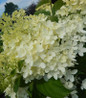 Phantom Hydrangea flowers close-up