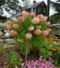 Phantom Hydrangea in the garden