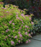 Goldmound Spirea flowering shrub