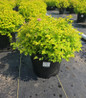 Goldmound Spirea nursery pot #3 nursery pot