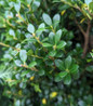 Japanese Holly dense evergreen foliage