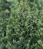 Japanese Holly glossy green leaves
