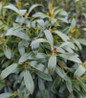 Shamrock Inkberry leaves close-up