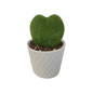 Tiny Tot Grey Pot with Hoya Heart