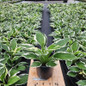 Patriot Hosta in the nursery Patriot Hosta in the nursery