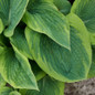 Green Patriot Hosta Foliage Close Up Green Patriot Hosta Foliage Close Up