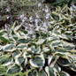 Patriot Hosta shade garden perennial