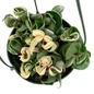 Hoya Compacta Variegated (Wax-Plant)