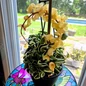 Compact Variegated Hoya blooming