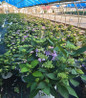 Pink Let's Dance Can Do Hydrangea in nursery