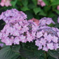 Purple Lacecap Flowers on Lets Dance Cancan Mountain Hydrangea