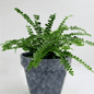 Lemon Button Fern In The Wind