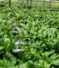 So Sweet Hosta Blooms