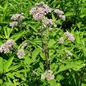 Sweet Joe Pye Weed