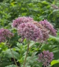 Joe Pye Weed flower closeup