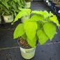 Joe Pye Weed in 2 gal branded pot