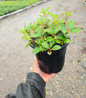Cherry Berries® Wintergreen #1 pot