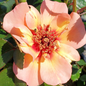 Flower Carpet Peach Rose