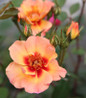 Flower Carpet Peach Rose flowers close-up