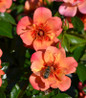 Flower Carpet Peach Rose flowering shrub