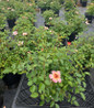 Flower Carpet Peach Rose #2 container