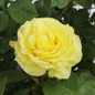 True Darling Rose Flower and Foliage