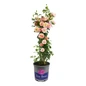 True Delight Climbing Rose in branded pot