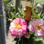 True Delight Climbing Rose flower close up
