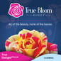 True Delight Climbing Rose cover
