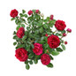 True Endearment Rose Shrub Flowering