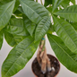 Mature Braided Money Tree Leaves