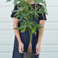 Braided Money Tree Size