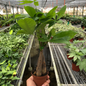 Braided Money Tree Growing in the Garden Planter