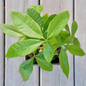 Braided Money Tree Leaves Foliage