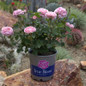 True Perfume IN ROCK GARDEN
