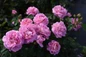 True Perfume Rose