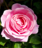 True Perfume Rose flowers close-up