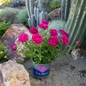 2G True Bloom True Serenity in rock garden setting
