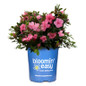 Ever After™ Pink Reblooming Azalea in Bloomin Easy Pot