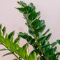 ZZ Plant Foliage Leaves