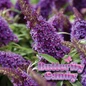 Li'L Grape Butterfly Bush