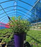 Li’l Grape Butterfly Bush #2 nursery pot